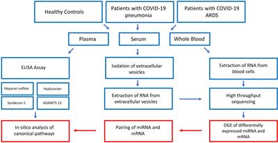 Extensive blood transcriptome analysis reveals cellular signaling networks activated by circulating glycocalyx components reflecting vascular injury in COVID-19